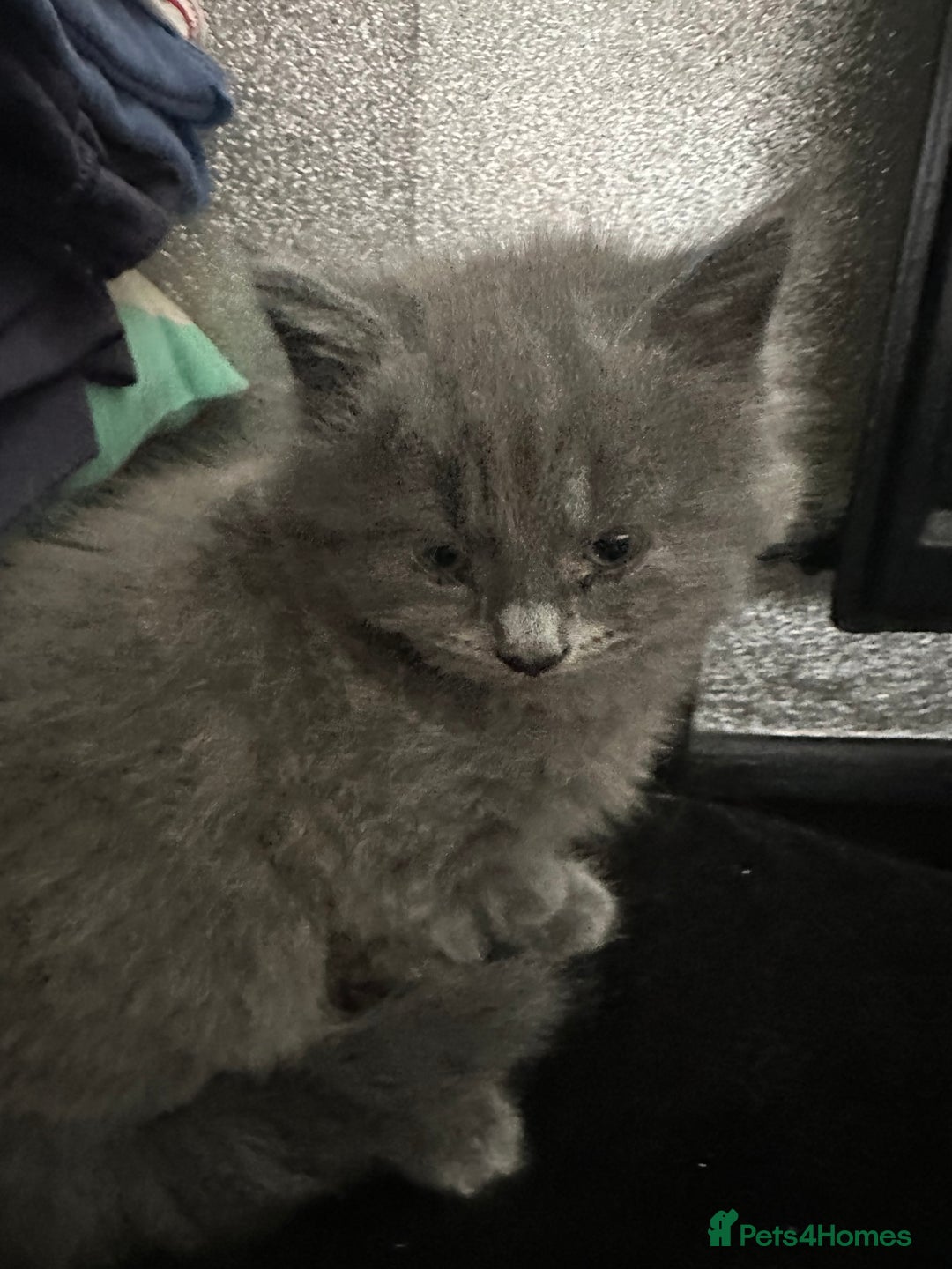 Maine Coon cats for sale: Gray Kittens  - Advert 11