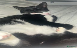 Domestic Shorthair cats for sale: British short hair kittens - Advert 10