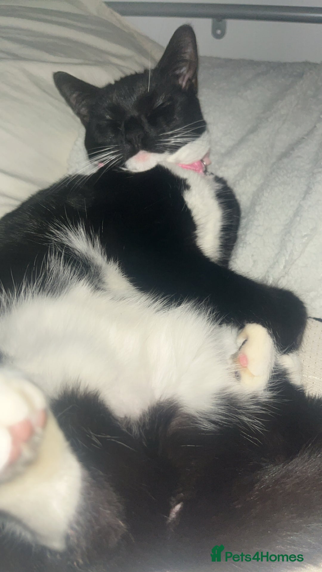 Domestic Shorthair cats for sale: British short hair kittens - Advert 10