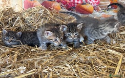 Mixed Breed cats for sale: Ragdoll x Bengal Exquisite Unique kittens - Image 21