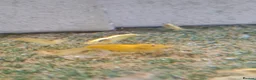 Other/Mixed Breed fish for sale: Mixture of all different types of fish i have. - Advert 7