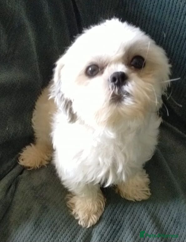Shih Tzu dogs Miniature Shih-tzu's  - Advert 1