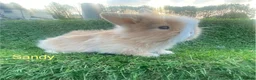 Mini Lion Lop rabbits for sale: Mini Lion Lops for sale  - Advert 6