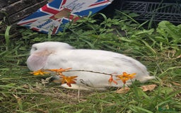 Blanc De Hotot rabbits for sale: rabbits for sale  - Image 15