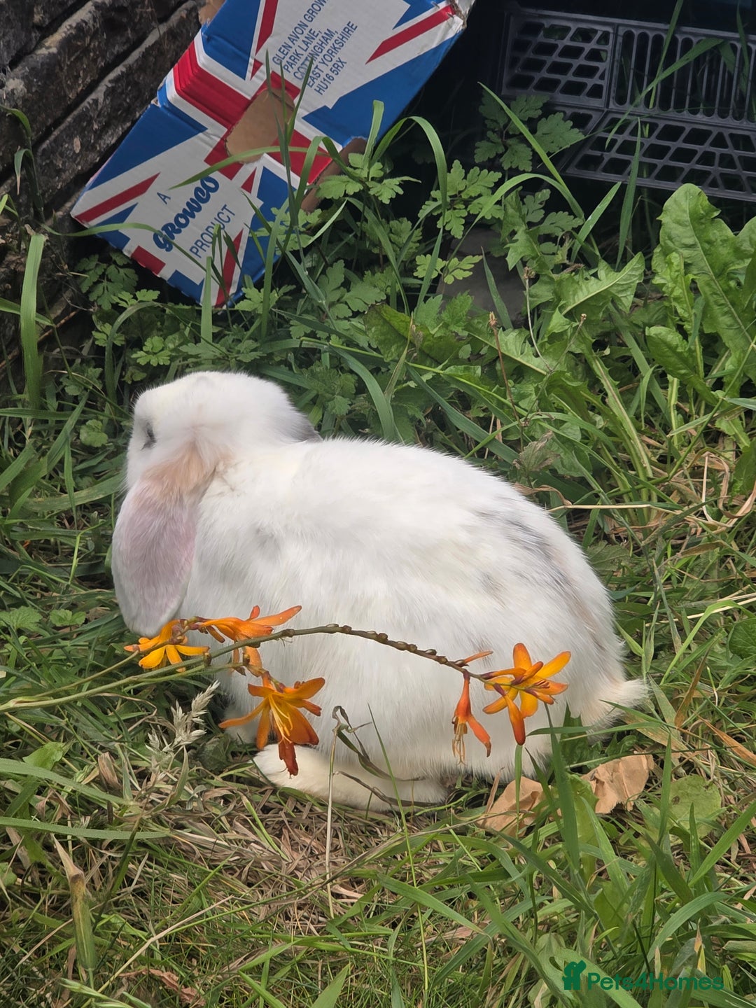 Blanc De Hotot rabbits for sale: rabbits for sale  - Image 15