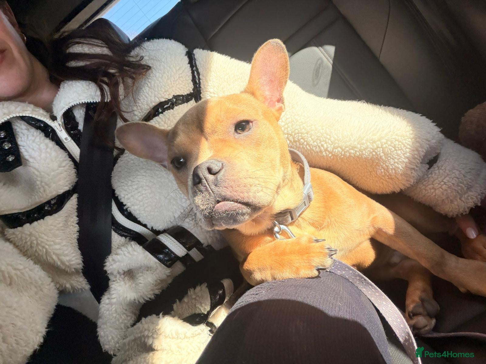 Mixed Breed dogs Frenchie Staffy mix - Advert 1