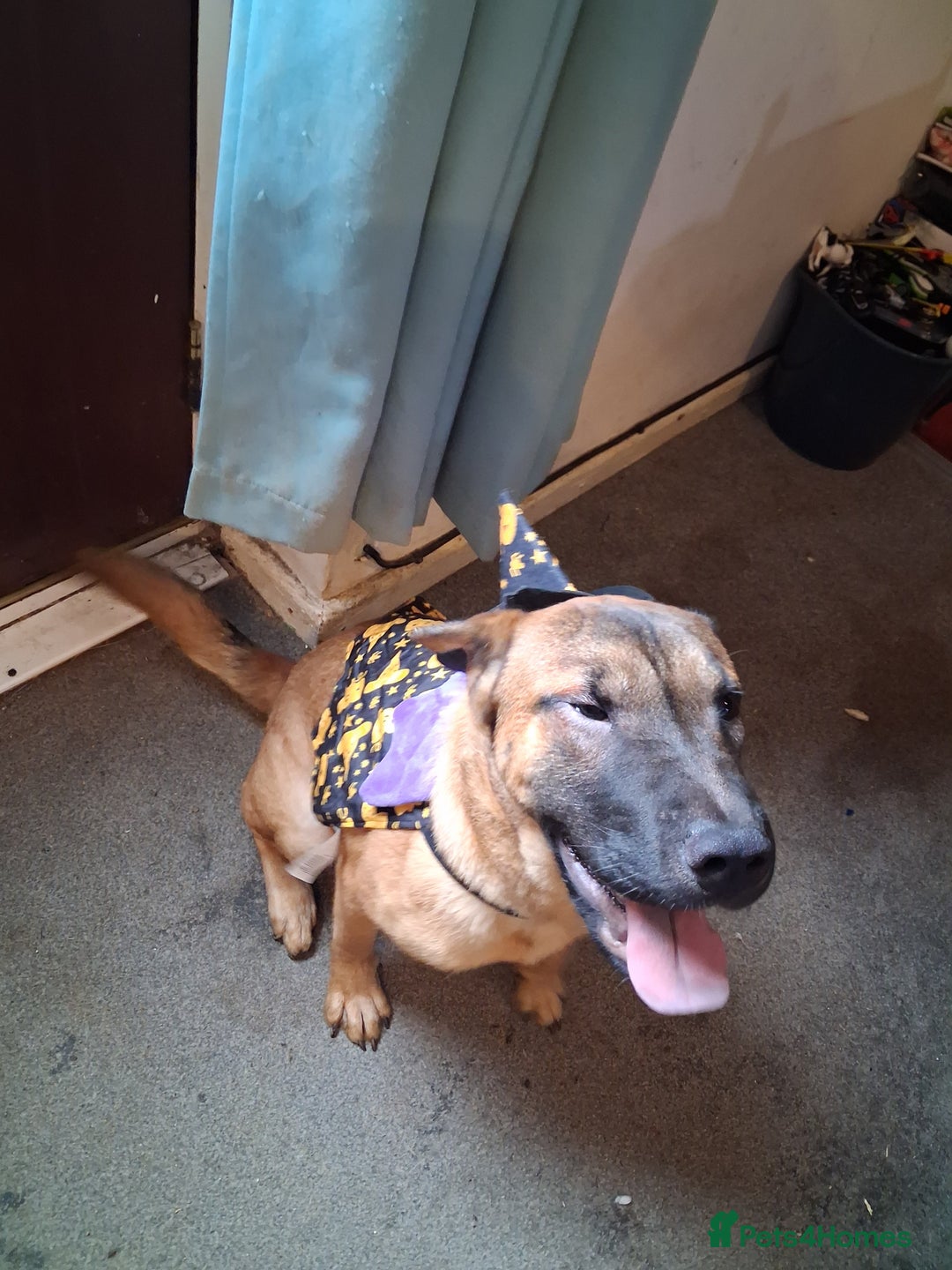 Mixed Breed dogs for sale: Last 2 pups - Image 2