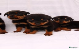 Rottweiler dogs for sale: Rottweiler puppy  - Image 2