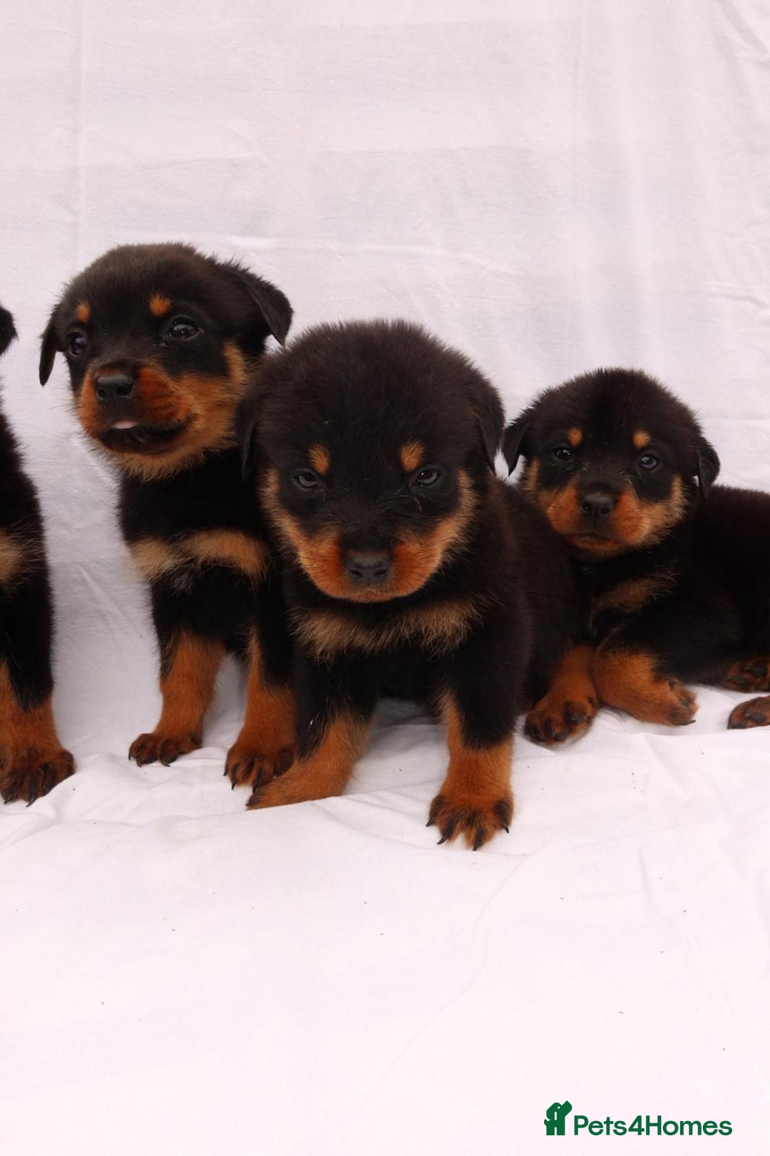 Rottweiler dogs for sale: Rottweiler puppy  - Image 2