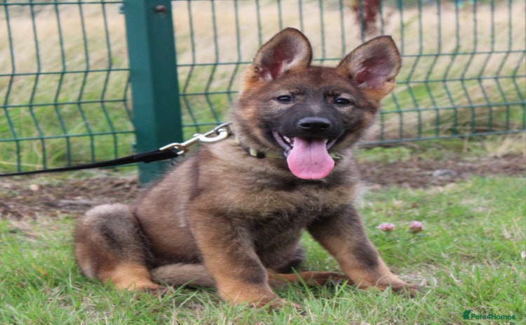 German Shepherd dogs - Advert 11