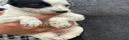 Lurcher dogs for sale: Top quality Lurcher puppies - Advert 24