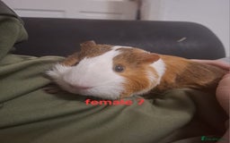 Guinea Pig rodents for sale: 13 guinea pigs mixed breed - Advert 27