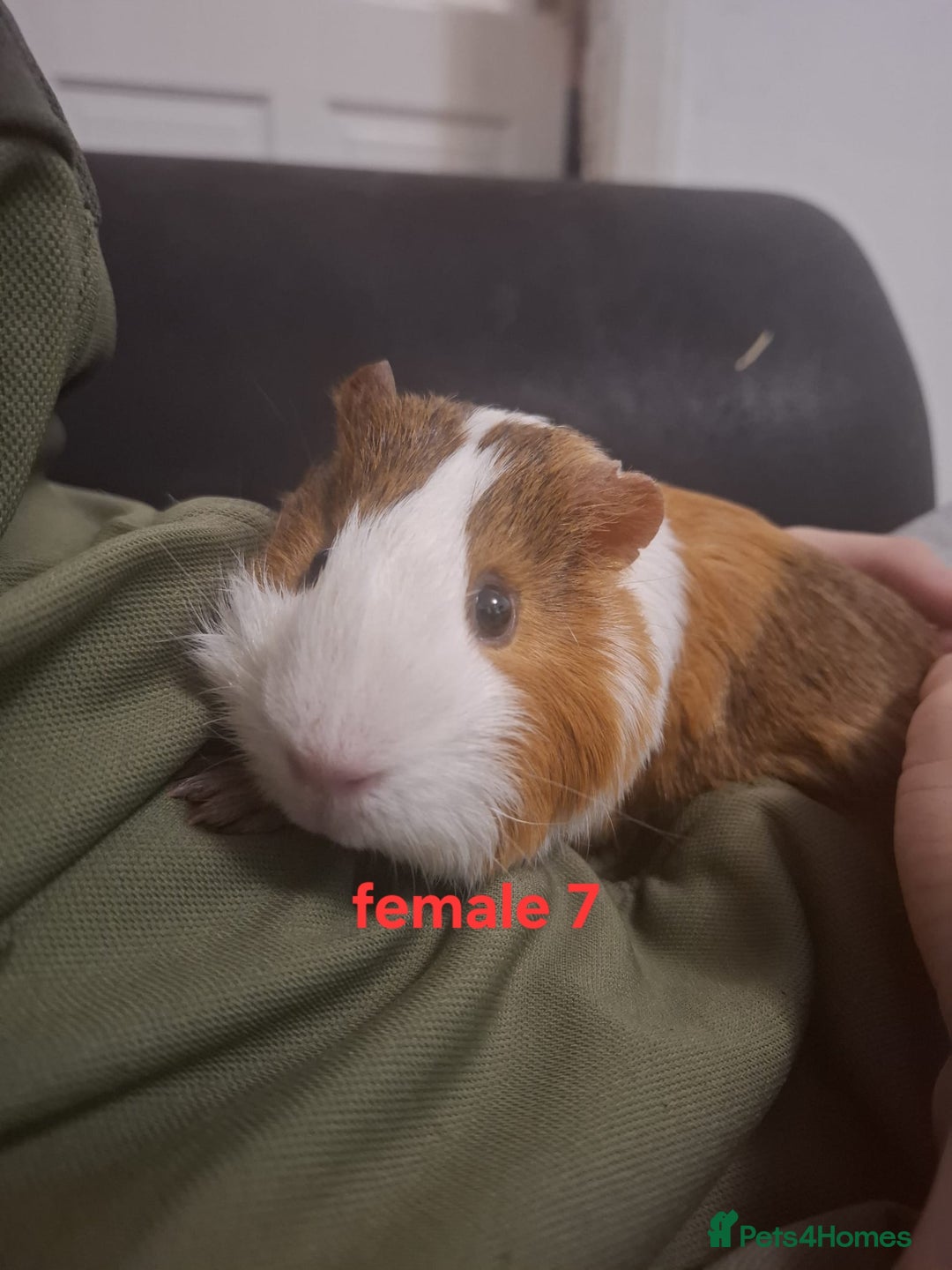 Guinea Pig rodents for sale: 13 guinea pigs mixed breed - Advert 27