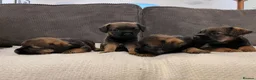 Border Terrier dogs for sale: BORDER TERRIERS PUPPIES - Advert 21