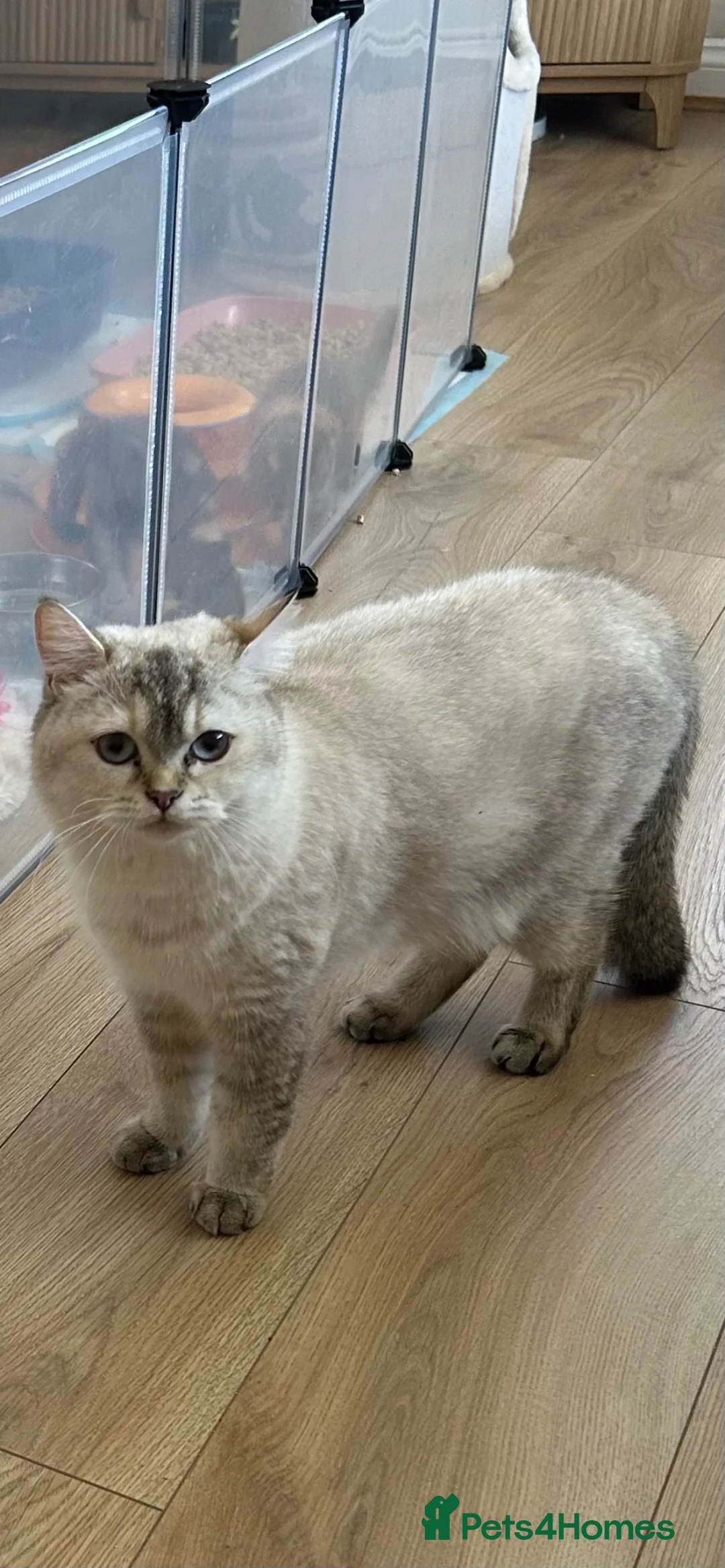 British Shorthair cats for sale: Cute BSH Kittens  - Advert 14