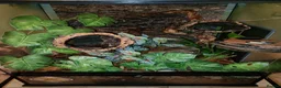 Gecko reptiles for sale: Crested gecko with full bio set up - Advert 7