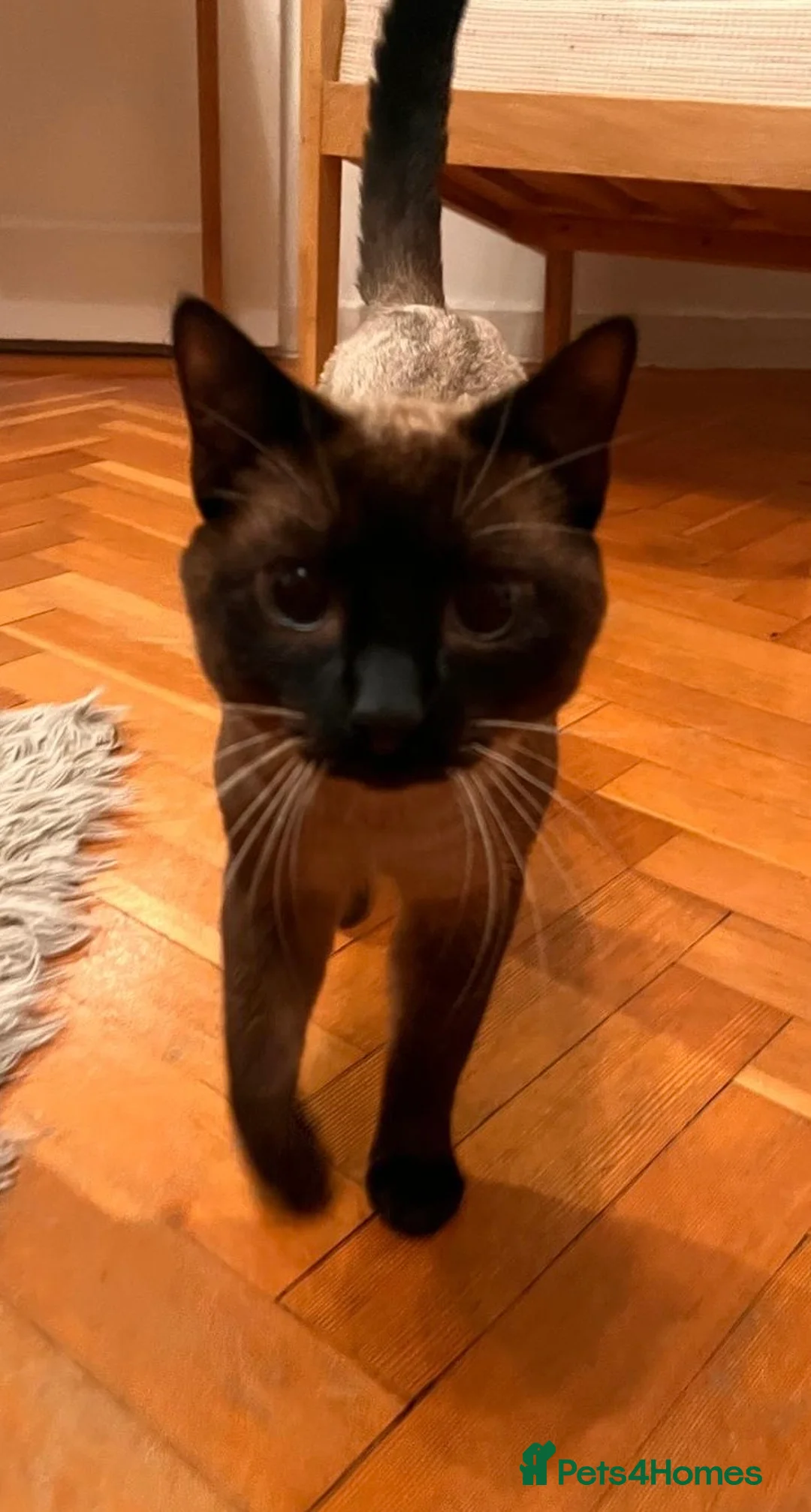 Siamese cats for sale: Female cat - Advert 2