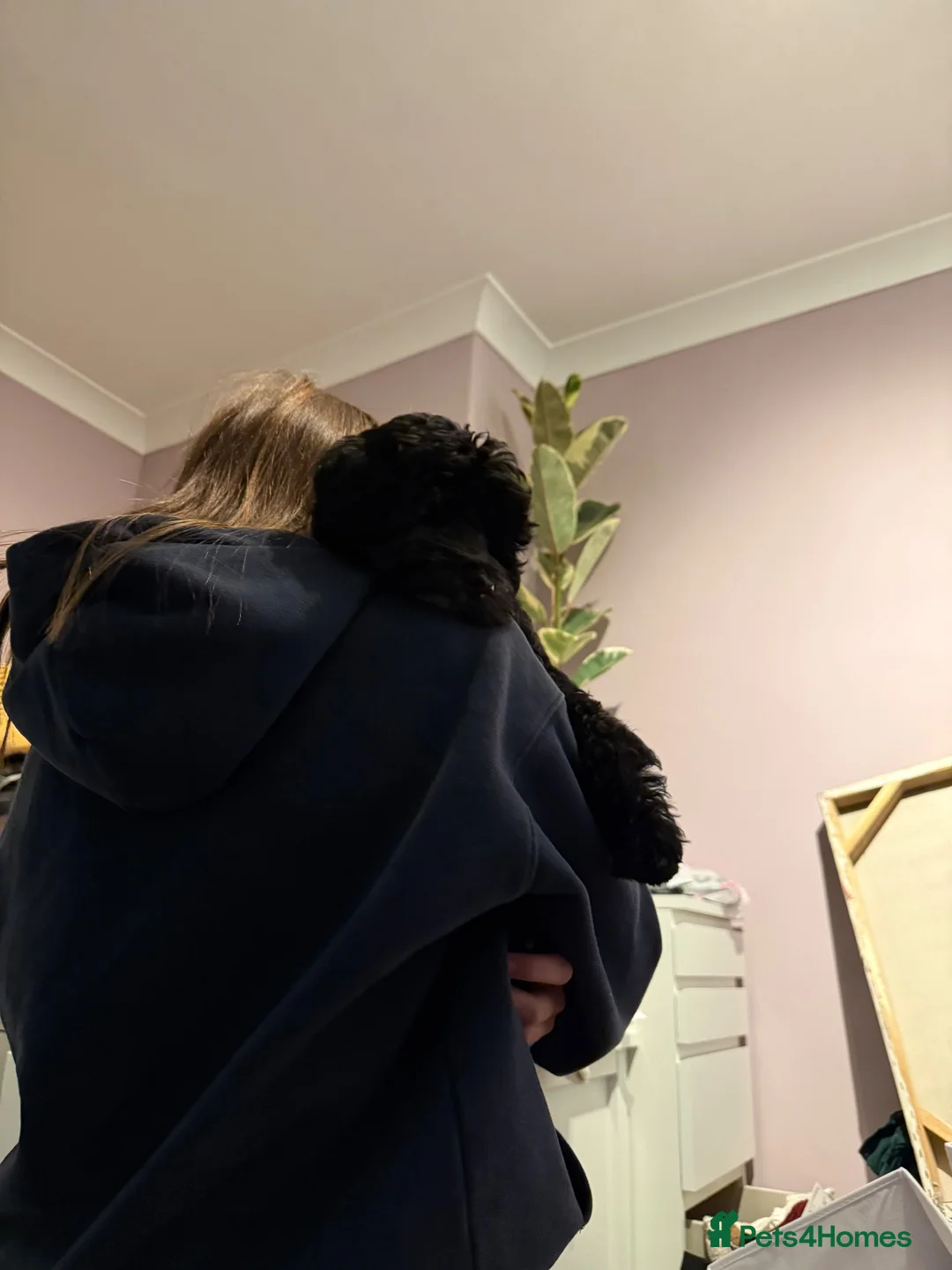 Cavapoo dogs for sale: Puppy rehoming - Advert 1