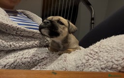 Mixed Breed dogs for sale: Ready Now!! British Bulldog x Miniature Schnauzer  - Image 8