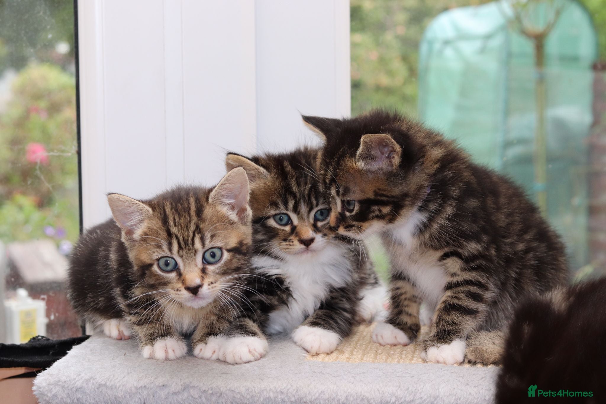 Mixed Breed cats Beautiful Tabby Kittens - Advert 6