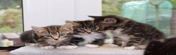 Mixed Breed cats for sale: Beautiful Tabby Kittens in Telford - Advert 11