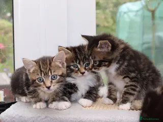 Mixed Breed cats Beautiful Tabby Kittens - Advert 6