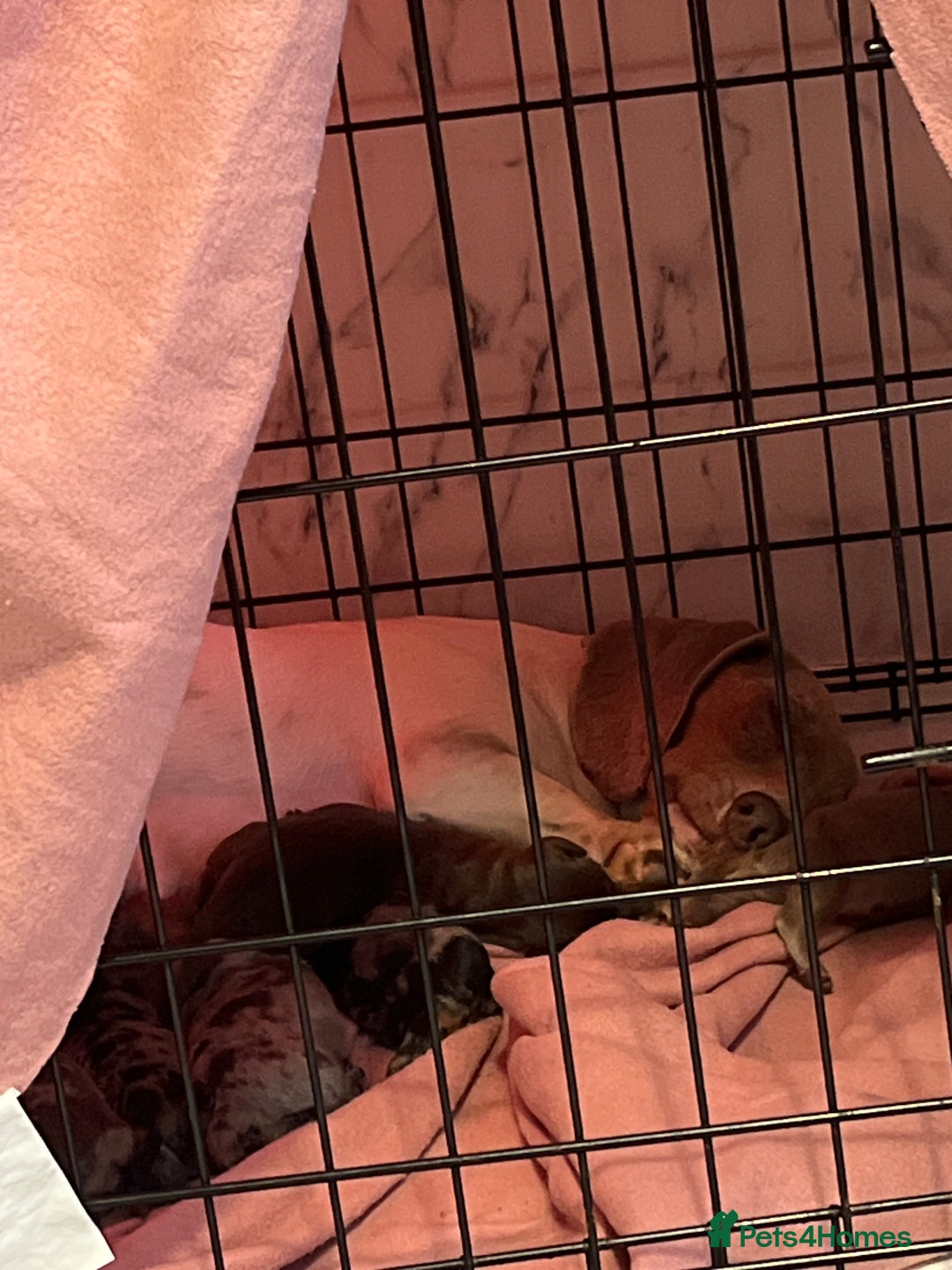 Dachshund dogs for sale: Dachshunds puppies for sale - Image 3