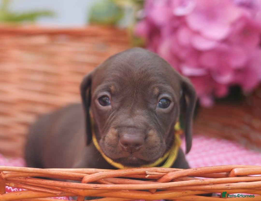 Dachshund dogs for sale: KC Miniature dachshunds puppies  - Image 8
