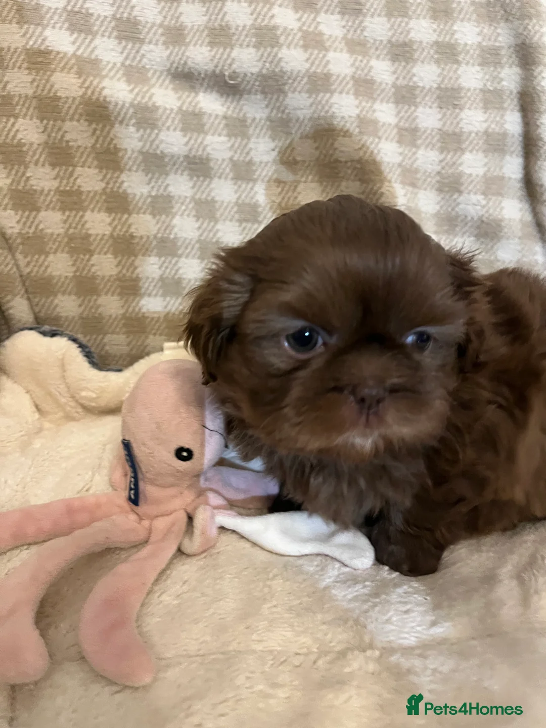 Shih Tzu dogs for sale: Adorable lavender & chocolate Shih Tzu puppies  - Advert 6