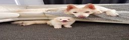White Swiss Shepherd dogs for sale: 🐾 Swiss White Shepherd Puppies reduced 🐾 - Advert 23
