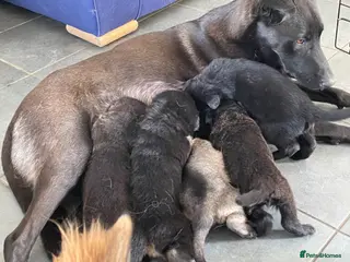 Mixed Breed dogs German shepherd x malinois - Advert 16