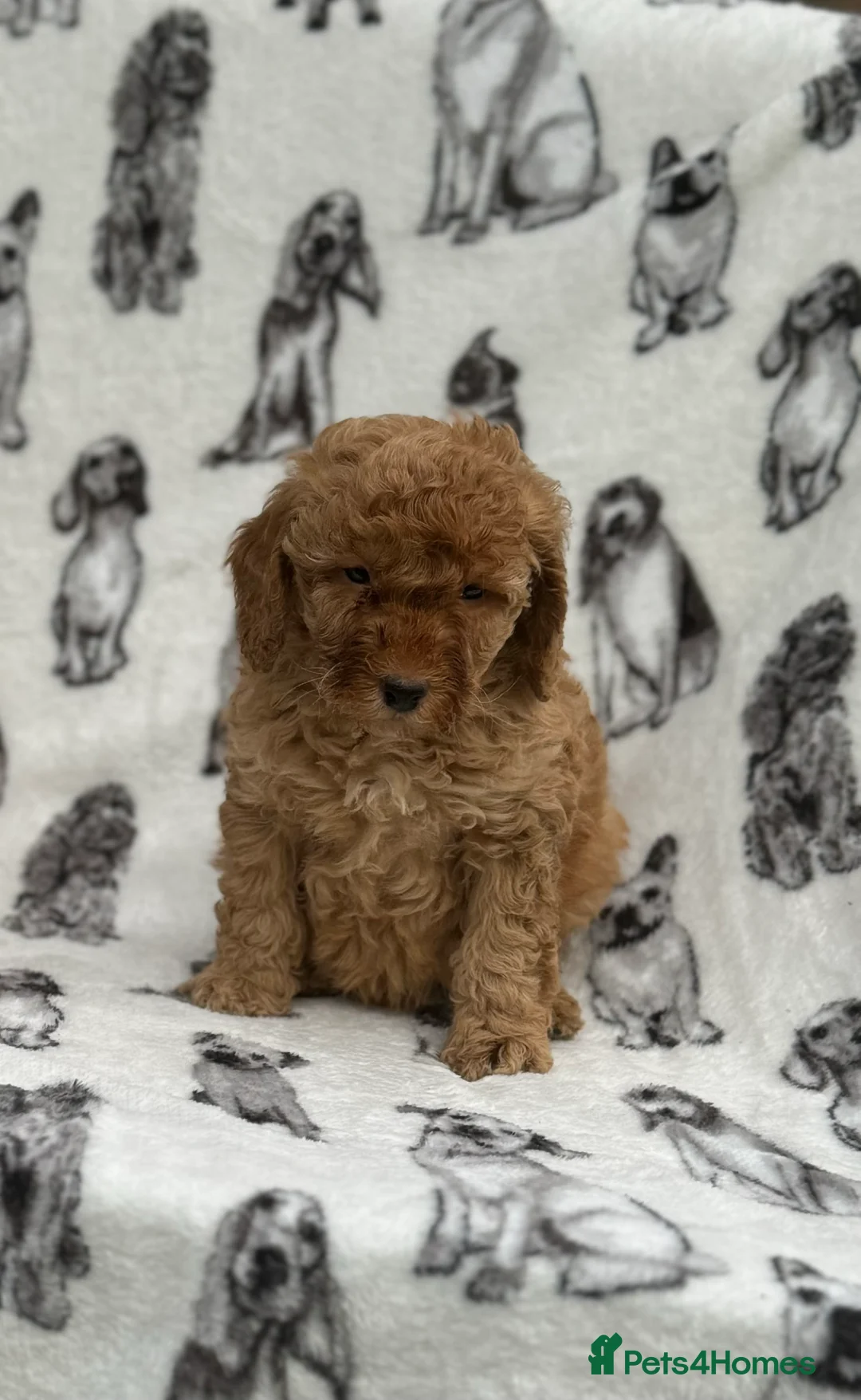 Cockapoo dogs for sale: Ready now!!Beautiful mini cockapoo puppy’s🩷🩵 - Advert 37