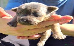 Jack Russell dogs for sale: Miniature Lilac & Blue Jack Russell puppies  - Image 9