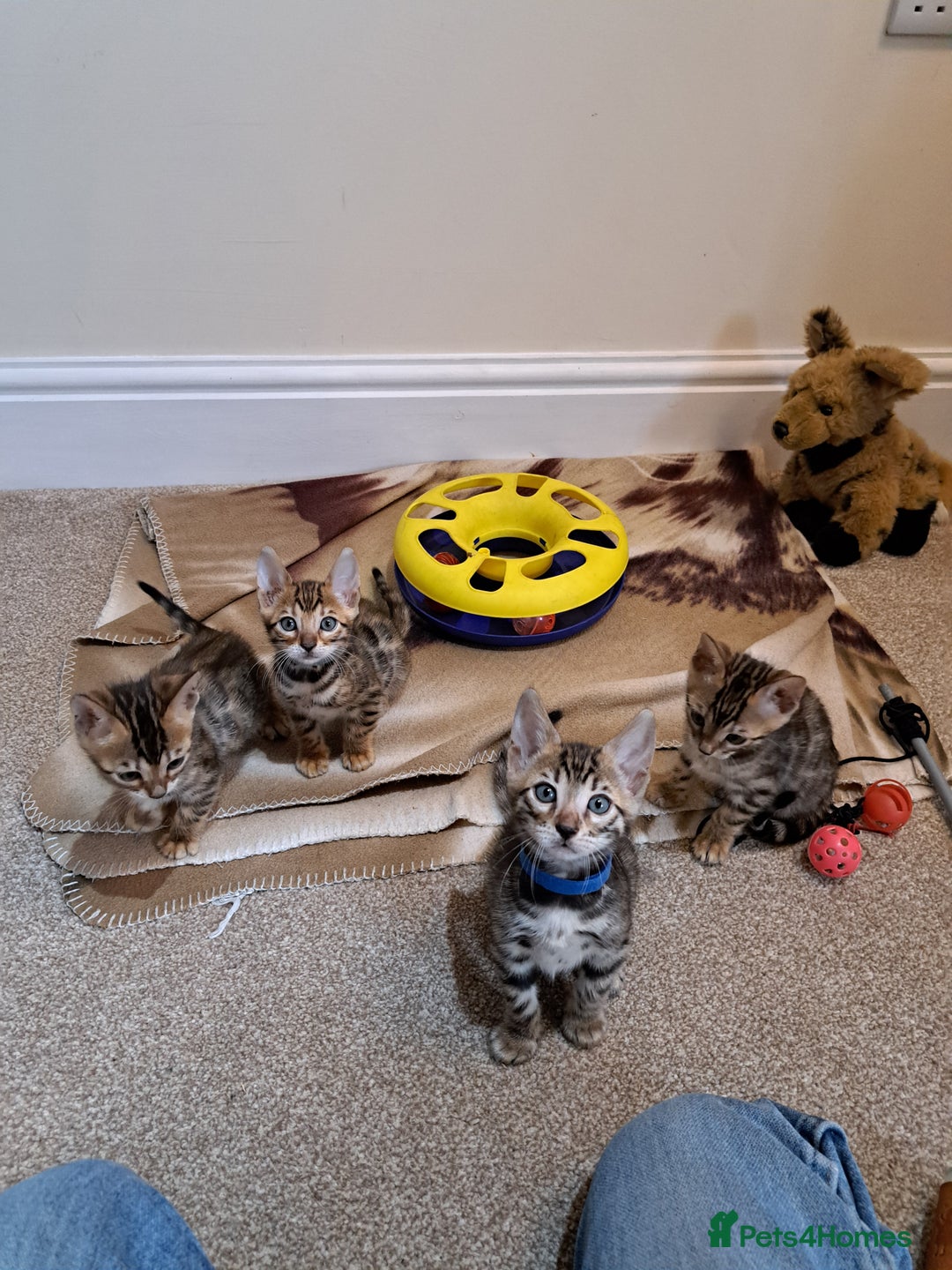 Bengal cats for sale: Stunning TICA Bengals - Image 17