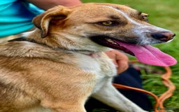 German Shepherd dogs for adoption: Bentley’s Story: From Chains to Freedom - Image 1