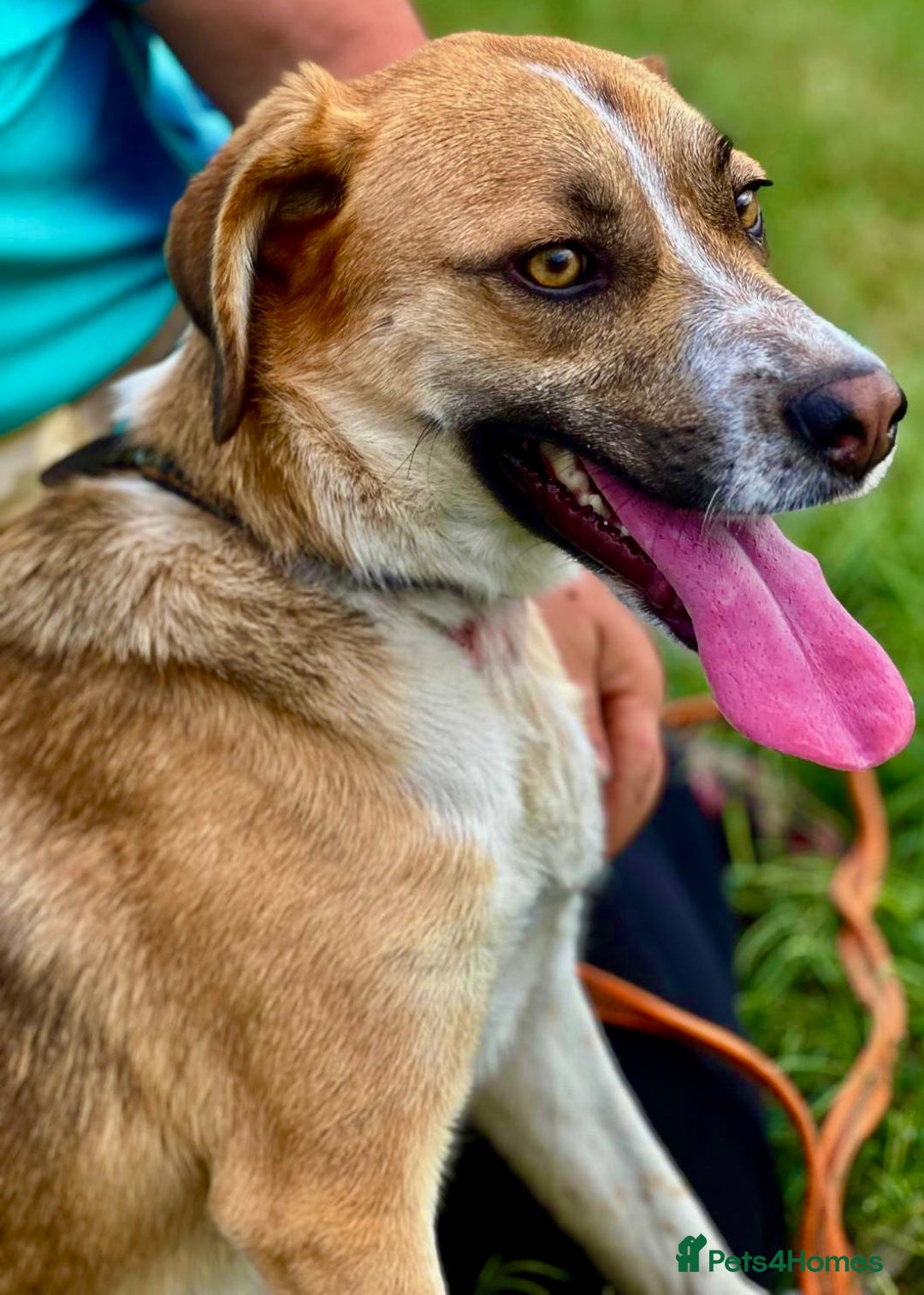German Shepherd dogs for adoption: Bentley’s Story: From Chains to Freedom - Image 1