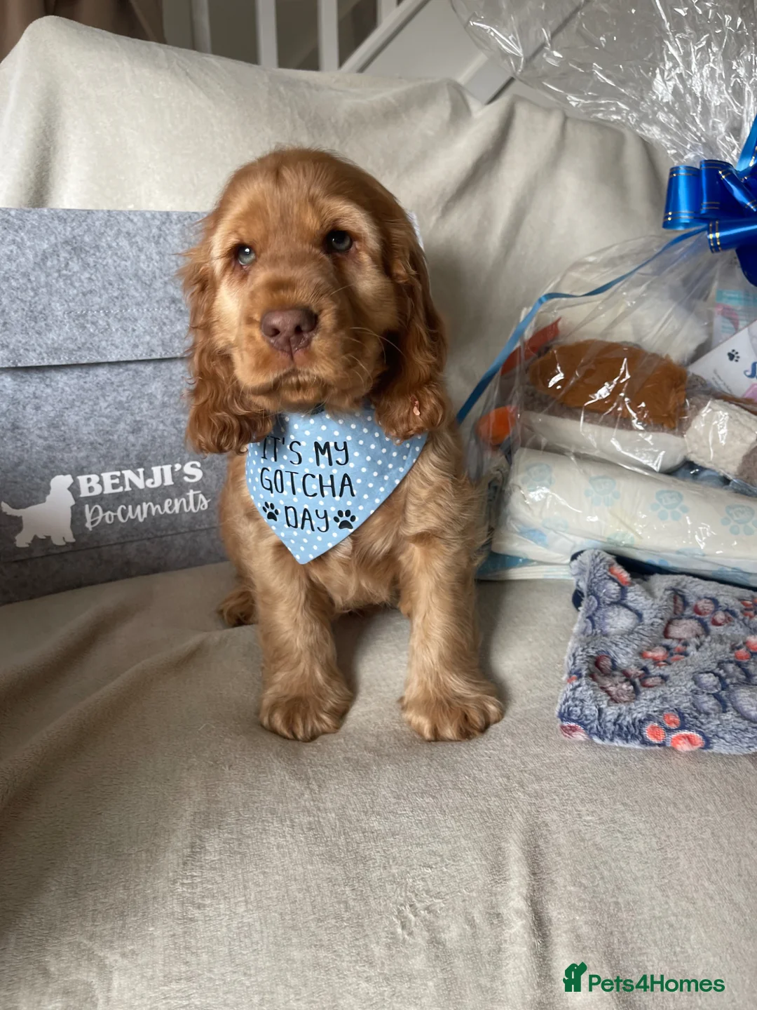 Cocker Spaniel dogs for sale: 💛Show Cocker Spaniel Litter – Waiting List Open - Advert 11