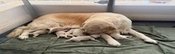 Golden Retriever dogs for sale: Gorgeous Golden Retriever Pups (last girl avail) - Advert 8