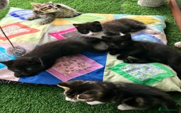 Mixed Breed cats for sale: 5 kitten’s available today  - Image 4
