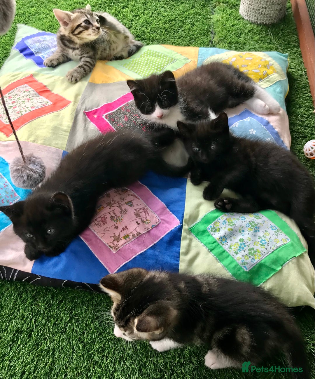 Mixed Breed cats for sale: 5 kitten’s available today  - Image 4