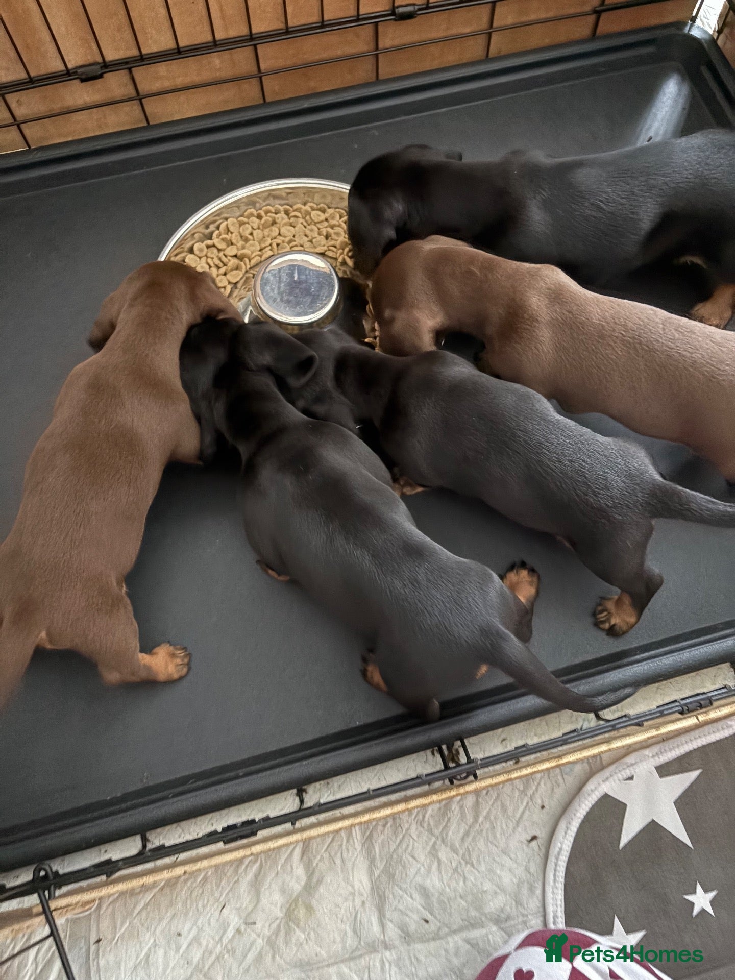 Miniature Dachshund dogs Miniature Dachshund puppies - Advert 9