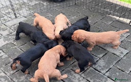 Cocker Spaniel dogs for sale: Working Cocker Spaniels  - Image 5