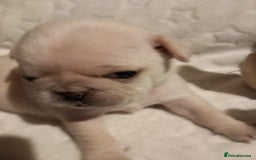Pug dogs for sale: Stunning white pugs  - Image 2