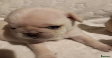 Pug dogs - Advert 9