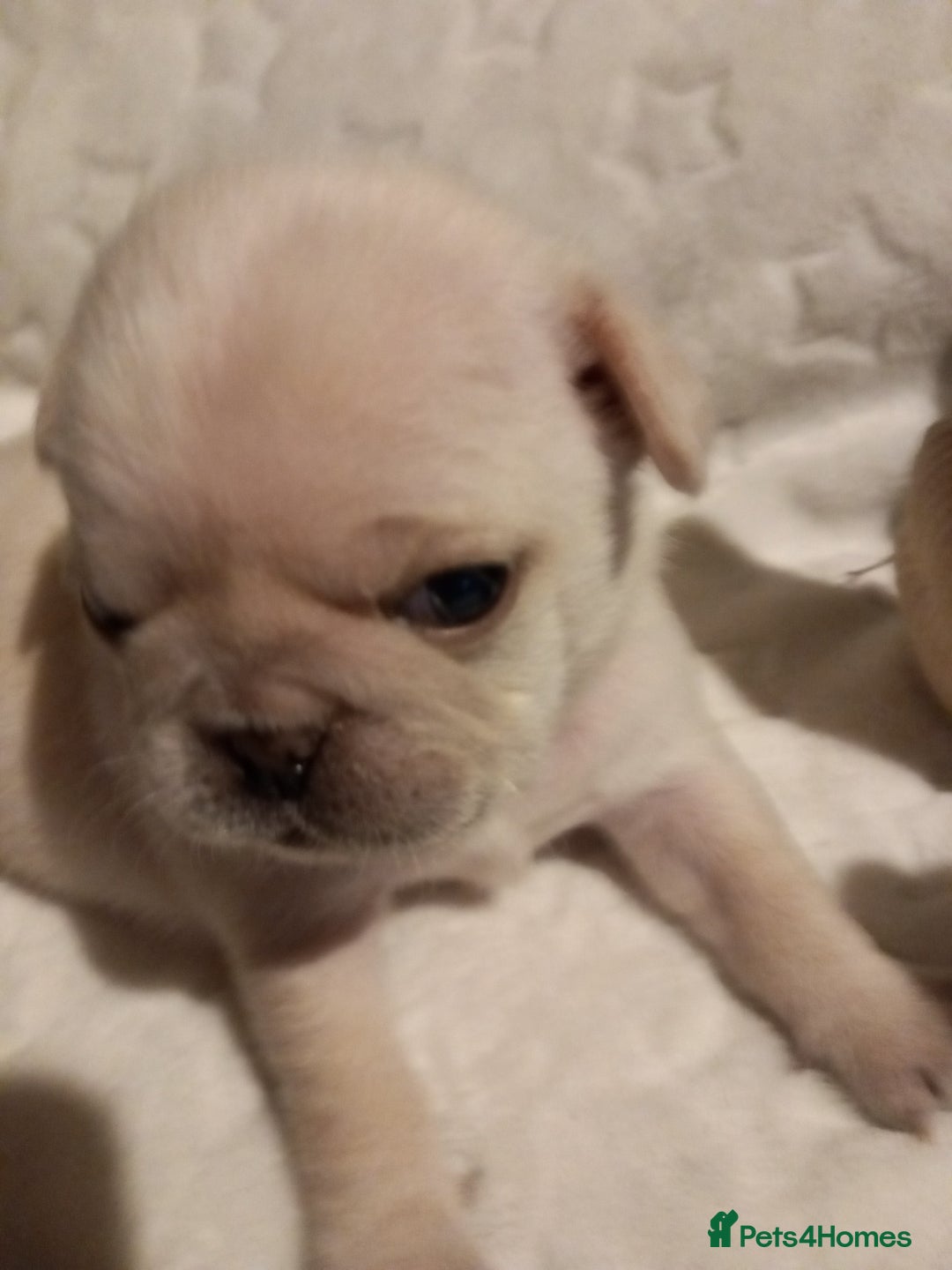 Pug dogs for sale: Stunning white pugs  - Image 2