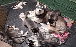 Siberian Husky dogs for sale: Siberian Husky X Pups - Image 11