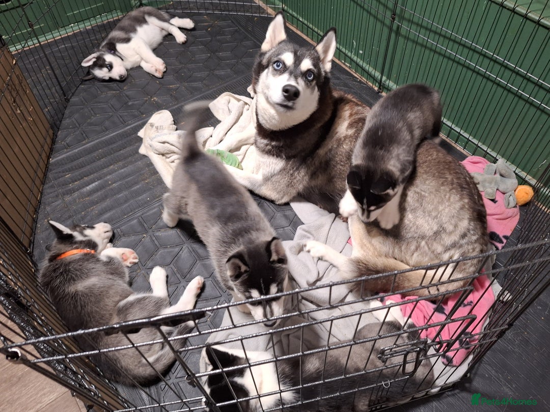 Siberian Husky dogs for sale: Siberian Husky X Pups - Image 11