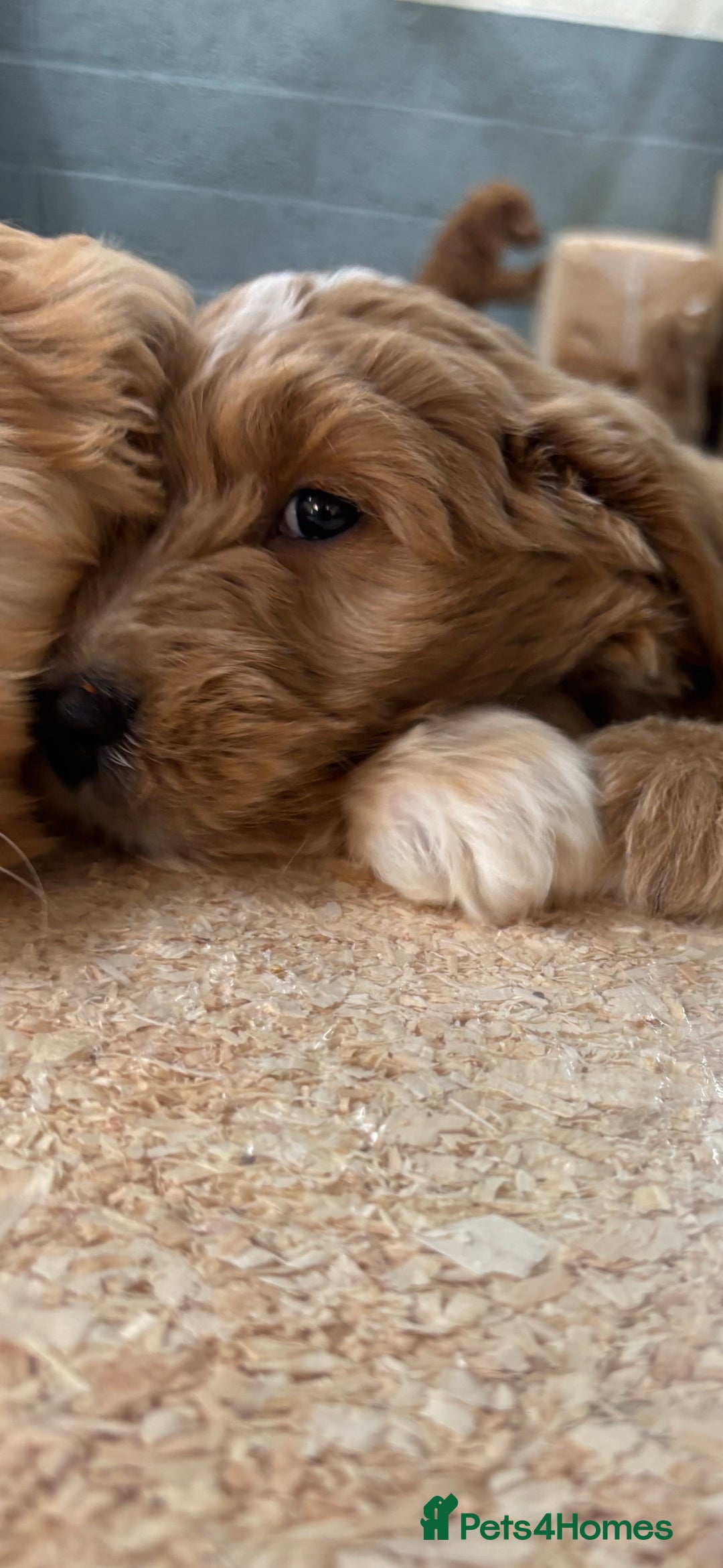 Mini Goldendoodle dogs for sale: F1 miniature golden doodle puppies  - Image 4