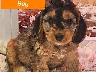 Cockapoo dogs F2 Cockapoo Puppies - Advert 1