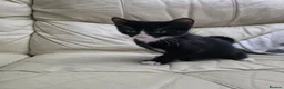 Mixed Breed cats for sale: Last black male - Advert 4